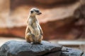 Slender Tailed Meerkat sitting