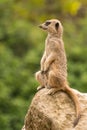 Slender-tailed meerkat sitting watchfully up on rock