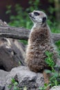 Slender-tailed meerkat standing on a rock Royalty Free Stock Photo