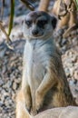 Slender tailed meerkat standing tall on rocky ground close up Royalty Free Stock Photo