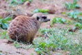 Slender-tailed Meerkat Royalty Free Stock Photo