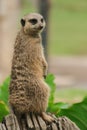 The Slender-tailed Meerkat stood on a beam.To examine and smell