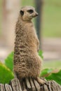 The Slender-tailed Meerkat stood on a beam.To examine and smell