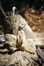 Slender-tailed meerkat. Royalty Free Stock Photo