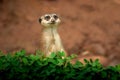 Slender Tailed Meerkat Royalty Free Stock Photo