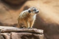 Slender Tailed Meerkat