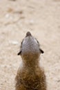 Slender-tailed Meerkat (Suricata suricatta)