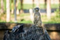 Slender-tailed Meerkat or Suricata suricatta standing on a timber, Meerkat is a small carnivore belonging ,Animal conservation and Royalty Free Stock Photo