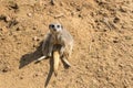 Slender tailed meerkat,Suricata suricatta at woburn safari park Royalty Free Stock Photo