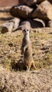 Slender-tailed Meerkat Royalty Free Stock Photo