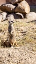 Slender-tailed Meerkat Royalty Free Stock Photo