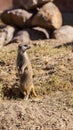 Slender-tailed Meerkat Royalty Free Stock Photo