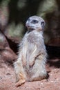 Slender-tailed Meerkat Suricatta suricatta Royalty Free Stock Photo