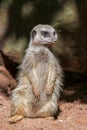 Slender-tailed Meerkat Royalty Free Stock Photo