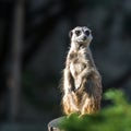 Slender tailed Meerkats Royalty Free Stock Photo