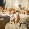 Slender tailed Meerkats Royalty Free Stock Photo