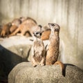 Slender tailed Meerkats Royalty Free Stock Photo