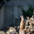 Slender tailed Meerkats Royalty Free Stock Photo