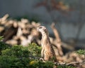 Slender tailed Meerkats Royalty Free Stock Photo