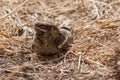 Slender-tailed Nightjar Royalty Free Stock Photo