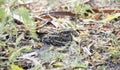 Slender-tailed Nightjar Caprimulgus clarus at a Day Roost