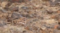 Slender-tailed Nightjar on the ground Royalty Free Stock Photo