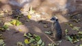 Slender Tailed Scout Meerkat