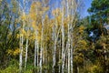 Slender tall birch trees with yellow foliage are lit by the sun in the middle of the forest Royalty Free Stock Photo