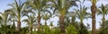 Slender tall date palms grow in a palm grove. Due to the lush leaves, the sky is almost invisible. In the background is a house. Royalty Free Stock Photo