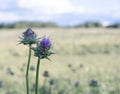 A slender tall milk thistle (Silybum marianum) flower against a blurry background of a field and a summer sky. Royalty Free Stock Photo
