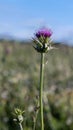 A slender tall pale purple flower of thistle (Silybum marianum) against a blurred background of a field Royalty Free Stock Photo