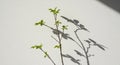 A slender tree branch with bright green leaves is casting a distinct shadow on a plain white wall. Royalty Free Stock Photo