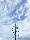 Slender tree silhouette against cloud and blue sky Royalty Free Stock Photo