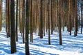 Slender tree trunks in the winter forest Royalty Free Stock Photo