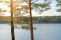 Slender trunks of pine and birch trees against the background of the water surface of a forest lake and a blue sky with clouds Royalty Free Stock Photo