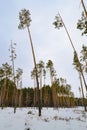 Slender and twisted tall pine trunks in the winter forest