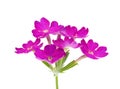 Slender vervain flowers isolated on white background, Verbena rigida Royalty Free Stock Photo