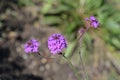 Slender vervain Royalty Free Stock Photo