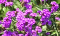 Slender vervain (Verbena rigida) Royalty Free Stock Photo