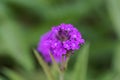 Slender vervain, Verbena rigida Royalty Free Stock Photo