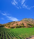 Slender vine rows