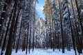 Slender winter forest