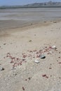 Slenderleaf Iceplant on sand beach at Griffith bay, Namibia