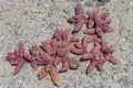 Slenderleaf Iceplant in Sperrgebiet desert, near Luderitz, Namibia