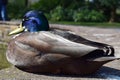 Sleppy Duck Royalty Free Stock Photo