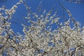 A slew of white flowers of blossoming plum against blue sky in March Royalty Free Stock Photo