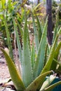 Slice aloe flower, Aloe Vera flower, Aloin flower.