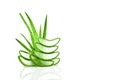 Slice Aloe Vera Aloe barbadensis Mill.,Star cactus, Aloe, Aloin, Jafferabad or Barbados a very useful herbal medicine for skin