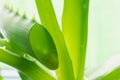 A slice of an aloe vera leaf with a dripping drop of juice on a green aloe plant