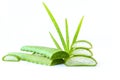 Slice Aloe Vera on white background